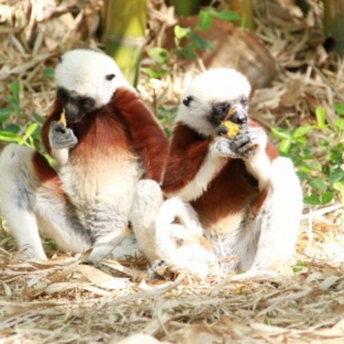 Lemuren in Madagascar