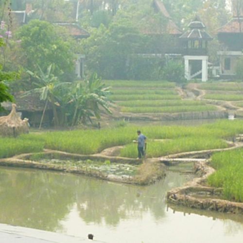 Thailand, Garten